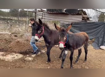 Donkey, Mare, 1 year, Black