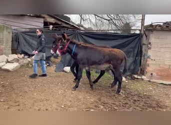 Donkey, Mare, 1 year, Black