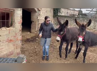 Donkey, Mare, 1 year, Black