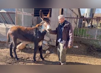 Donkey, Mare, 1 year, Black