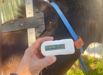 Donkey, Mare, 2 years, 12.3 hh, Black