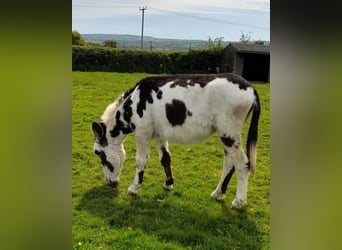 Donkey, Mare, 2 years, 14 hh, Tobiano-all-colors