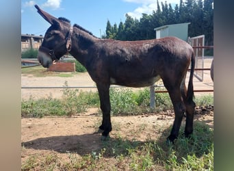 Donkey, Mare, 2 years, 14,3 hh, Black