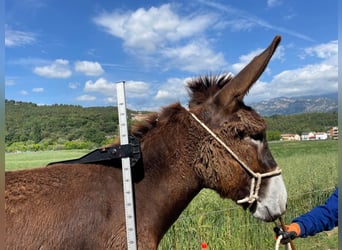 Donkey, Mare, 2 years, 15.1 hh, Black