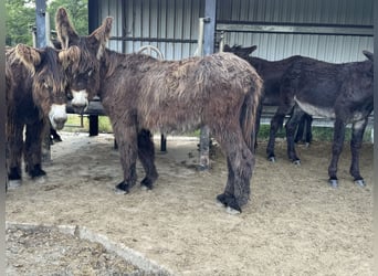 Donkey, Mare, 3 years, 13.2 hh, Brown