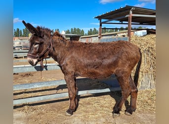 Donkey, Mare, 3 years, 14,3 hh, Black