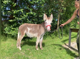 Donkey, Mare, 3 years