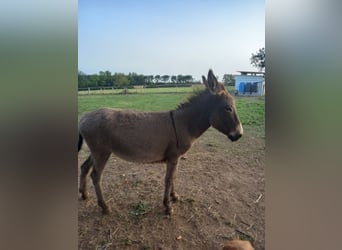 Donkey, Mare, 4 years, 11,2 hh, Grey