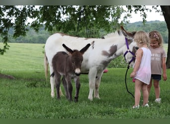 Donkey, Mare, 4 years, 8.2 hh, Gray