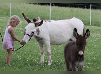 Donkey, Mare, 4 years, 8.2 hh, Gray