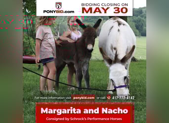 Donkey, Mare, 4 years, 8.2 hh, Gray