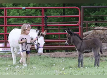 Donkey, Mare, 4 years, 8.2 hh, Gray