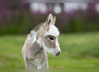 Donkey, Mare, 4 years, 8 hh, Gray
