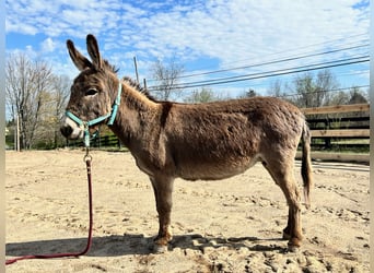 Donkey, Mare, 4 years, 8 hh, Gray
