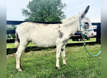 Donkey, Mare, 4 years, 9 hh, Pinto