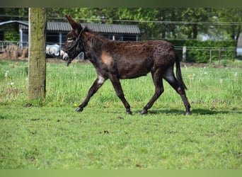 Donkey, Mare, 5 years, 11.2 hh, Bay-Dark