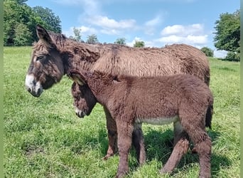 Donkey, Mare, 5 years, 12.2 hh, Brown-Light