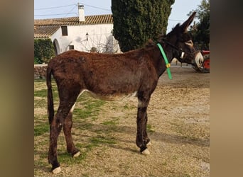 Donkey, Mare, 5 years, 14.3 hh, Black