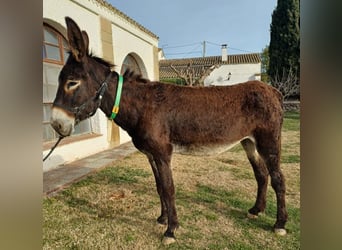 Donkey, Mare, 5 years, 14.3 hh, Black