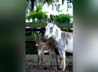 Donkey, Mare, 5 years, 9 hh, Pinto