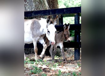 Donkey, Mare, 5 years, 9 hh, Pinto