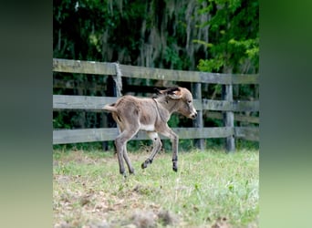 Donkey, Mare, 5 years, 9 hh, Pinto