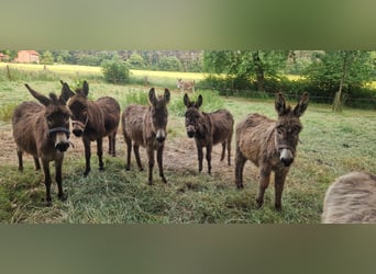 Donkey, Mare, 5 years, 9,2 hh, Brown