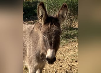 Donkey, Mare, 6 years, 11.1 hh, Gray