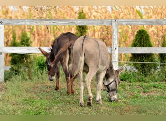 Donkey, Mare, 6 years, 12,1 hh, Dun