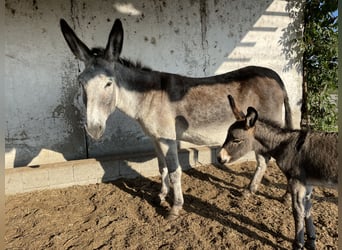 Donkey, Mare, 6 years, 13.1 hh, Brown-Light