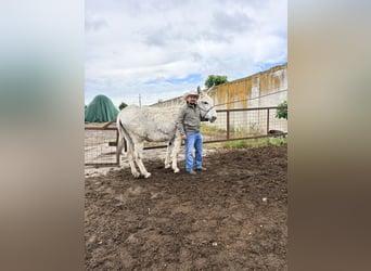 Donkey, Mare, 6 years, 13.1 hh, Brown-Light