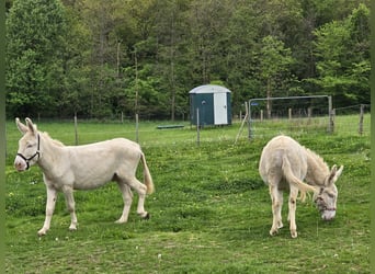 Donkey, Mare, 7 years, 12.2 hh, Cremello