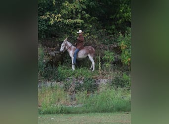 Donkey, Mare, 7 years, Roan-Red