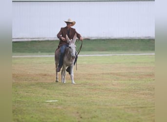 Donkey, Mare, 7 years, Roan-Red