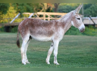 Donkey, Mare, 7 years, Roan-Red