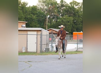 Donkey, Mare, 7 years, Roan-Red