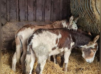 Donkey, Mare, 8 years, 10.1 hh, Pinto