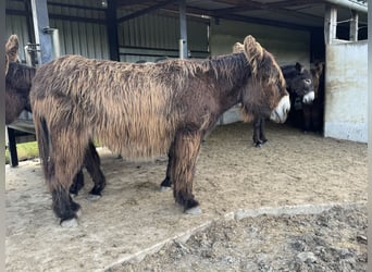 Donkey, Mare, 8 years, 14 hh, Brown-Light