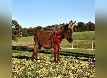 Donkey, Mare, Foal (06/2023), 7 hh, Brown