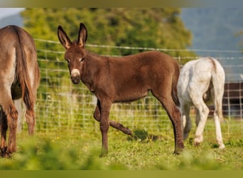 Donkey, Mare, Foal (05/2025), 7,3 hh, Brown