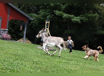 Donkey, Mare, Foal (04/2024), Gray