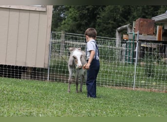 Donkey, Mare, Foal (04/2024), Gray