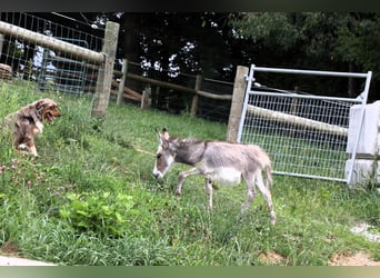 Donkey, Mare, Foal (04/2024), Gray