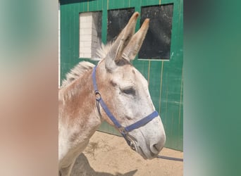 Donkey, Stallion, 11 years, 13,1 hh, Chestnut-Red