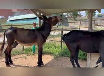 Donkey, Stallion, 12 years, 15,1 hh, Black