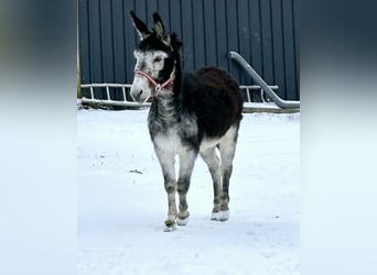 Donkey, Stallion, 15 years, Bay-Dark