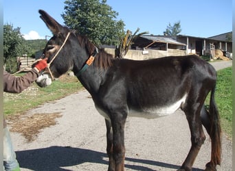 Donkey, Stallion, 18 years, 14,1 hh, Black