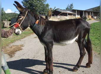 Donkey, Stallion, 18 years, 14,1 hh, Black