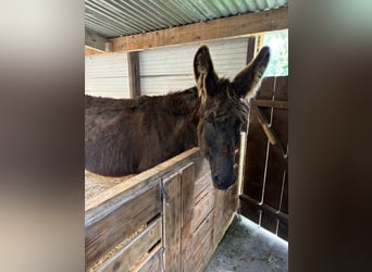 Donkey, Stallion, 19 years, 12,1 hh, Smoky-Black