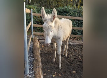 Donkey, Stallion, 1 year, 10.1 hh, Cremello
